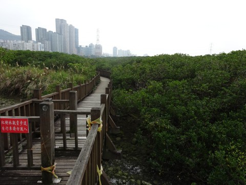 淡水河マングローブ自然保護区