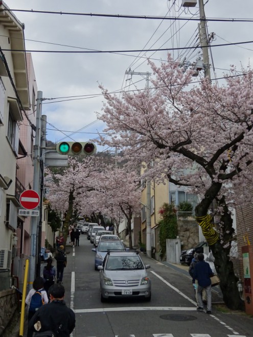 神戸高低差学会「第3回フィールドワーク 地獄やロマンスを感じて、桜のトンネルを抜けよう」